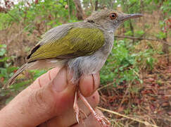Green-backed Camaroptera
