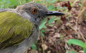 Green-backed Camaroptera