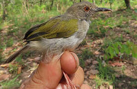Green-backed Camaroptera