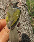 Green-backed Camaroptera