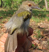 Green-backed Camaroptera