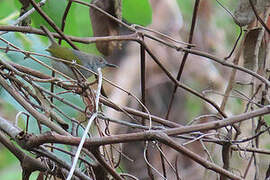Green-backed Camaroptera