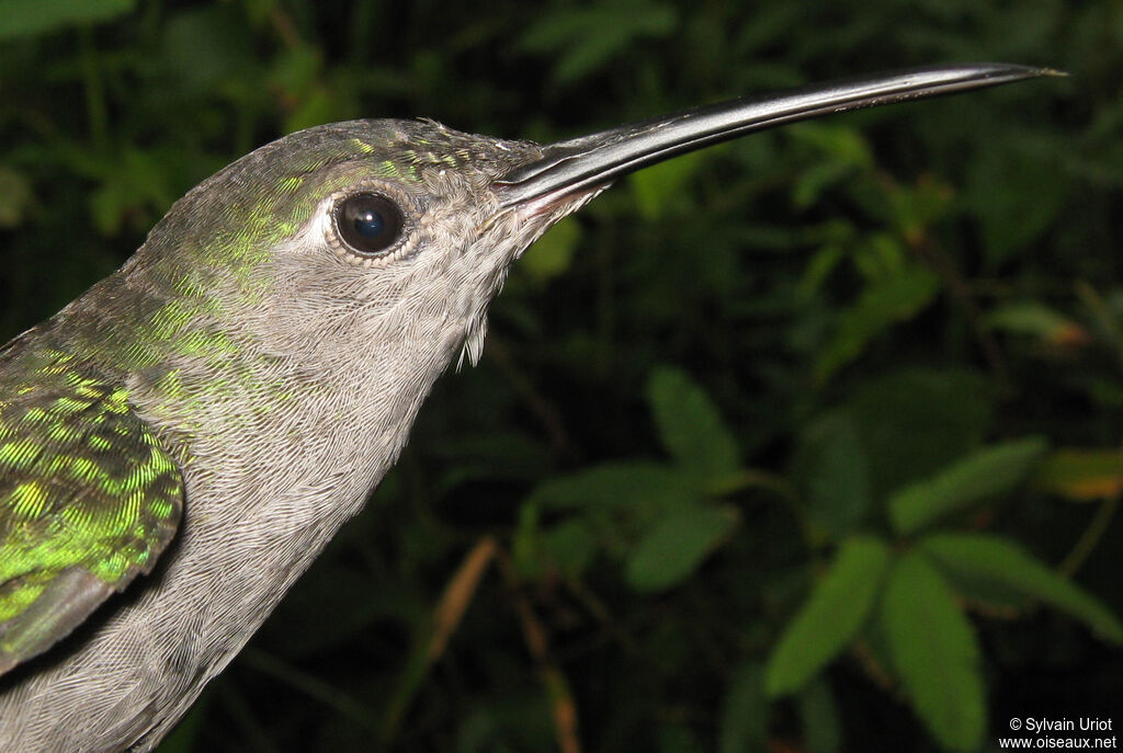 Grey-breasted Sabrewingadult