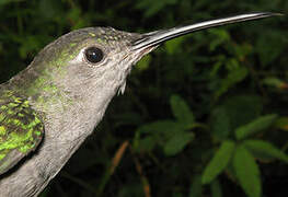 Grey-breasted Sabrewing