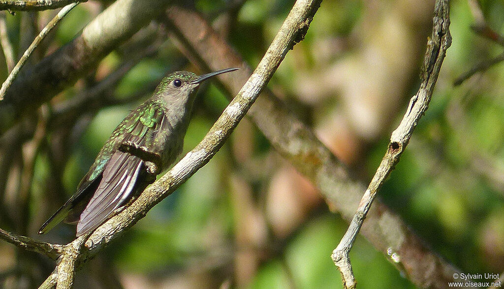 Grey-breasted Sabrewing male adult