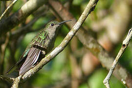 Grey-breasted Sabrewing