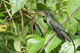 Grey-breasted Sabrewing