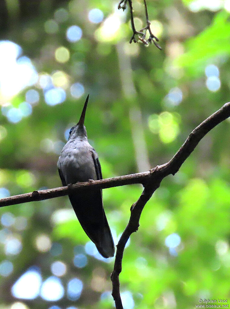 Grey-breasted Sabrewingadult