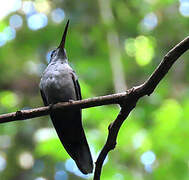 Grey-breasted Sabrewing