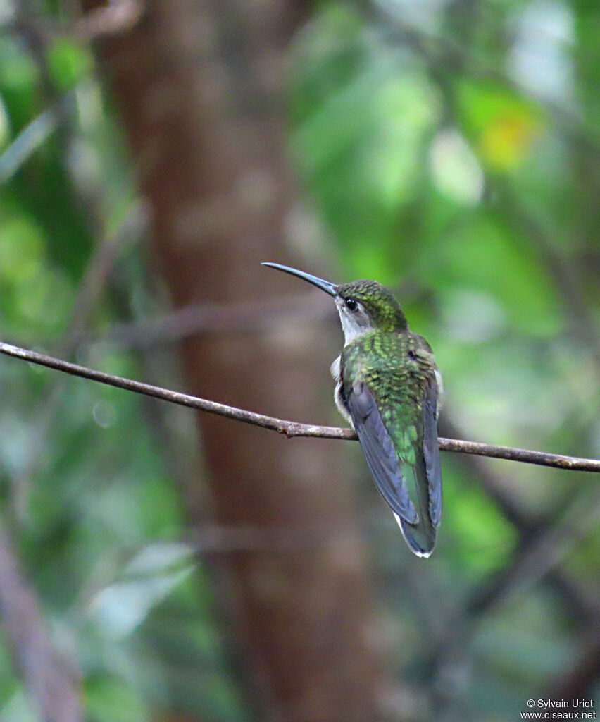 Grey-breasted Sabrewing female adult