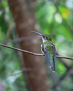 Grey-breasted Sabrewing