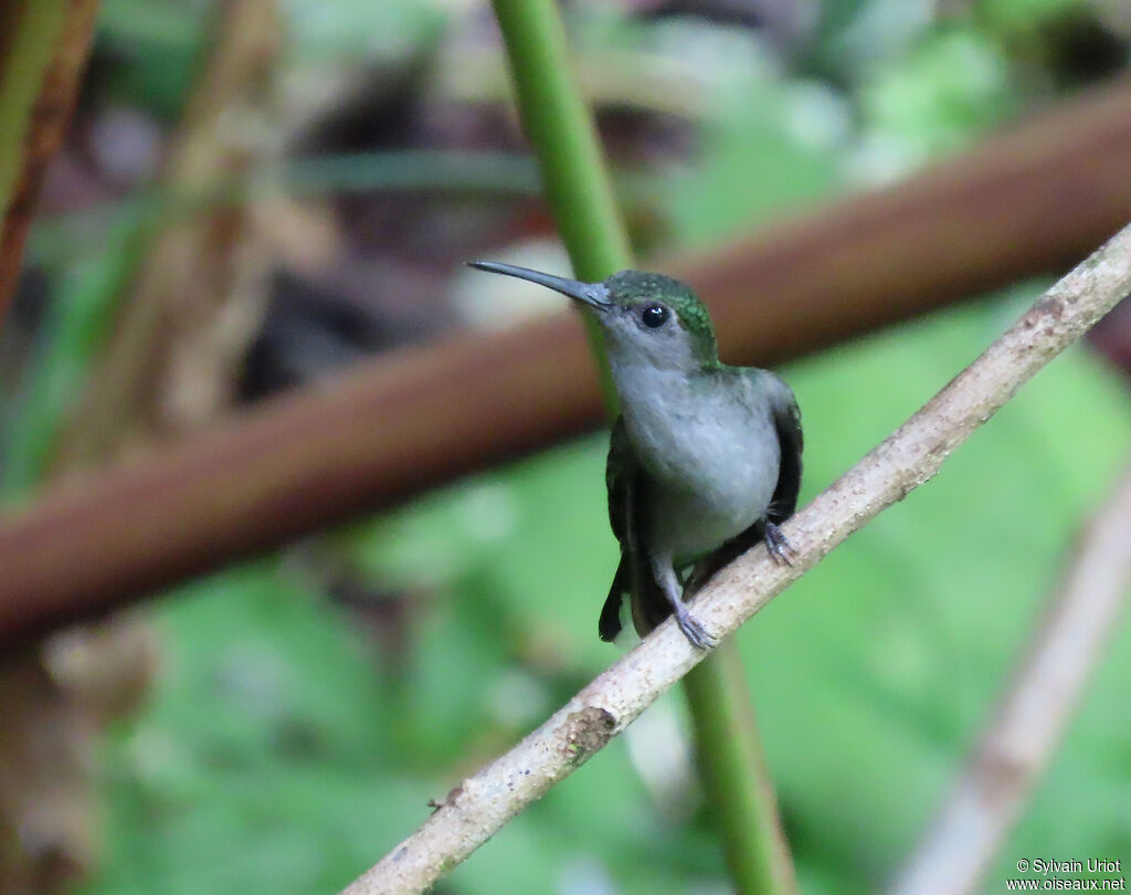 Grey-breasted Sabrewingadult