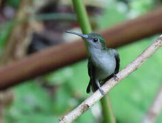 Grey-breasted Sabrewing