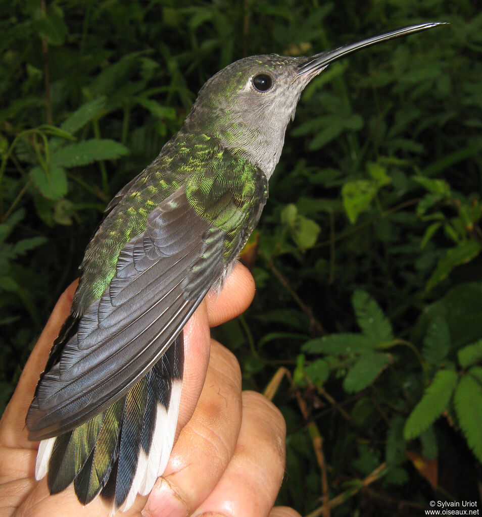 Campyloptère à ventre gris