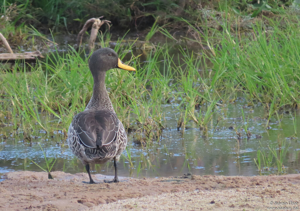 Yellow-billed Duckadult