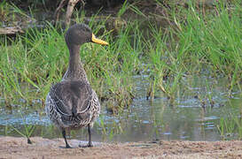 Yellow-billed Duck