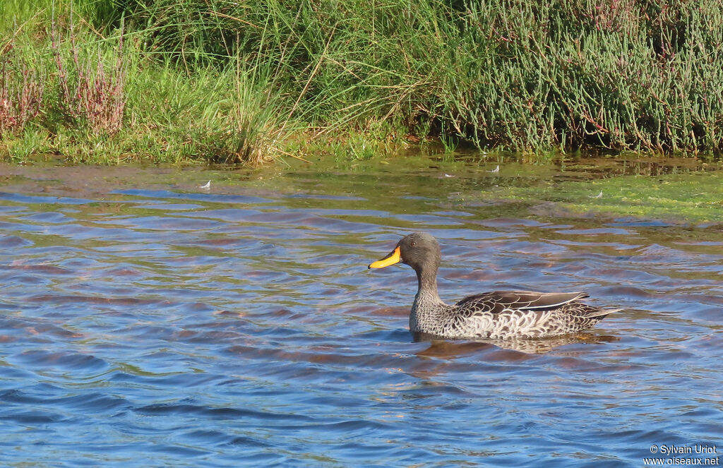 Canard à bec jauneadulte