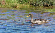 Canard à bec jaune