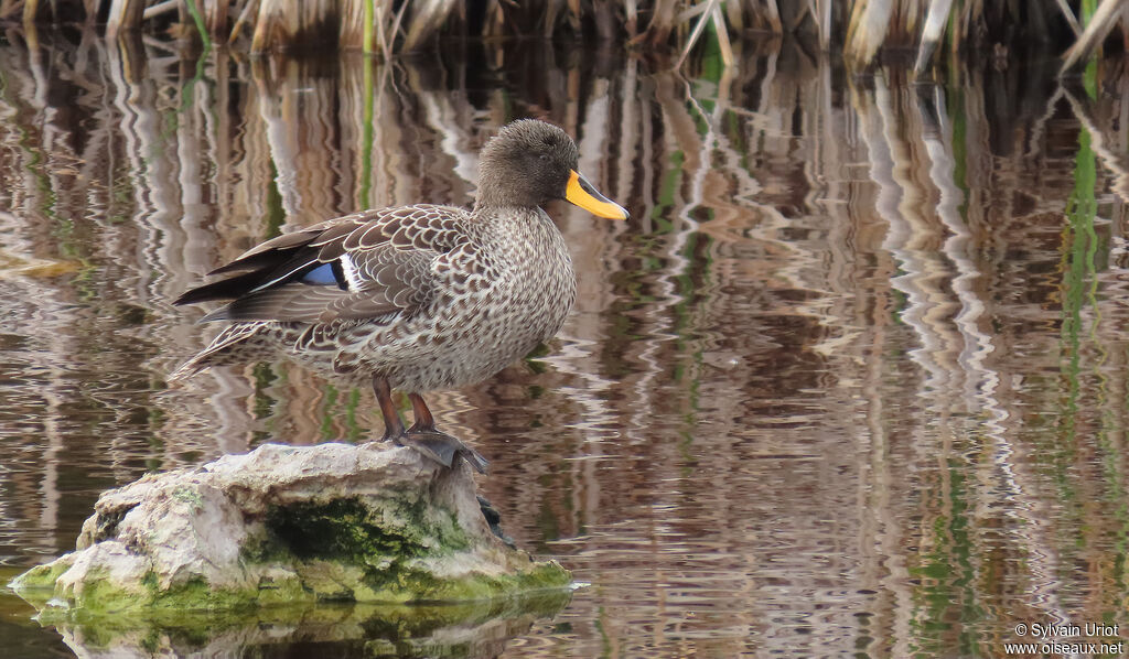 Yellow-billed Duckadult