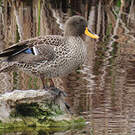 Canard à bec jaune