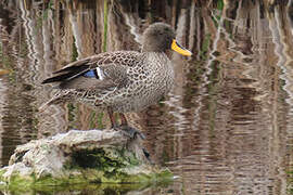 Canard à bec jaune