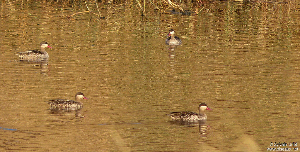 Canard à bec rouge