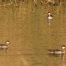 Canard à bec rouge