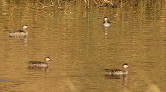 Red-billed Teal