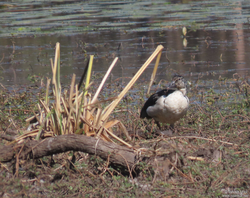 Canard à bosse femelle adulte