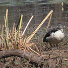 Canard à bosse