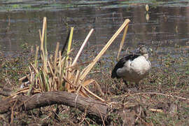 Knob-billed Duck