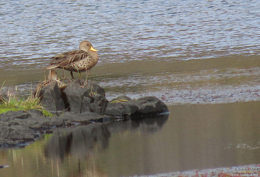 Yellow-billed Pintailadult