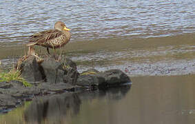 Yellow-billed Pintail