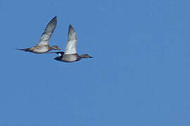 Canard chipeau