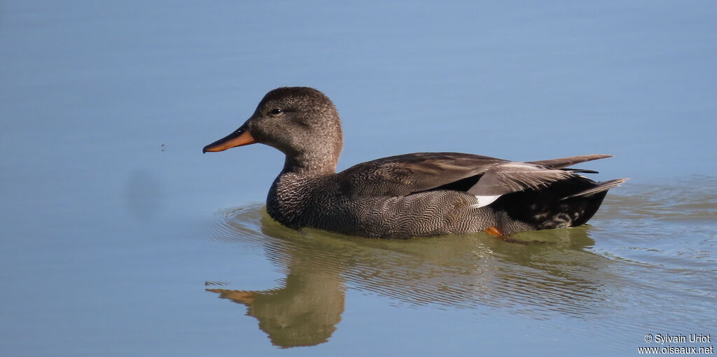 Canard chipeau