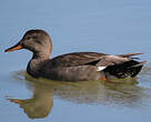 Canard chipeau