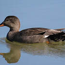 Canard chipeau
