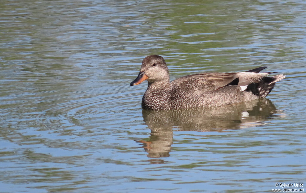 Canard chipeau