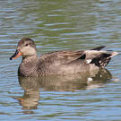 Canard chipeau