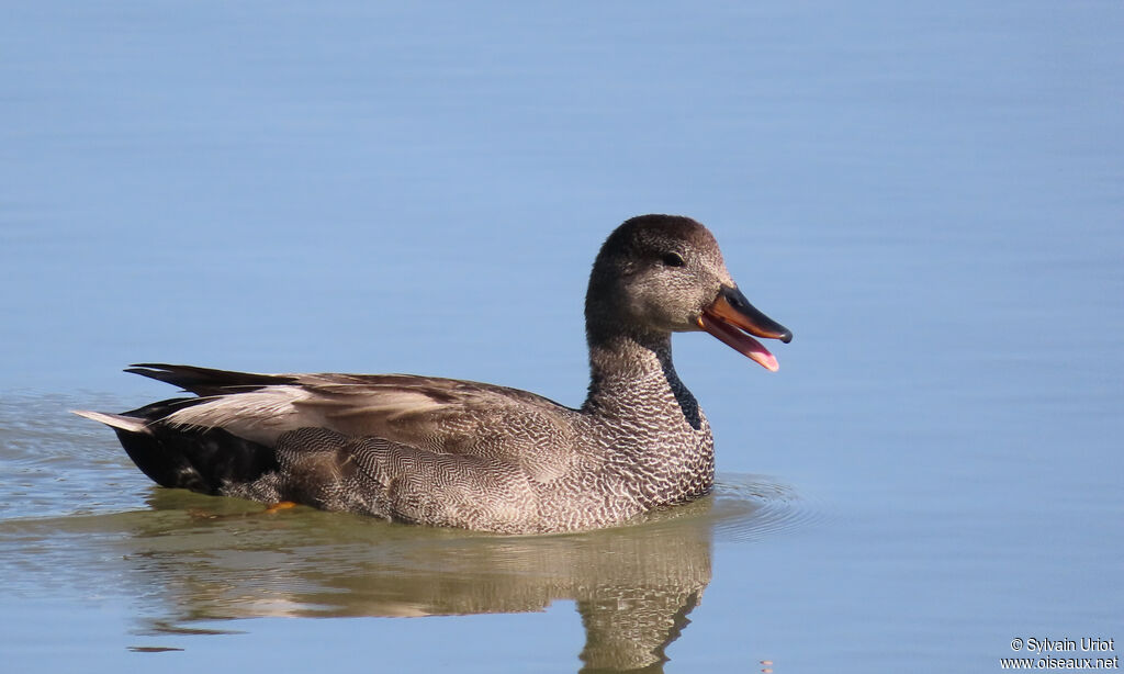 Canard chipeau