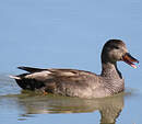 Canard chipeau