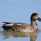 Canard chipeau