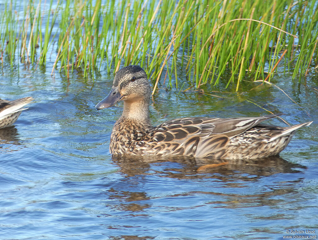 Canard colvert femelle adulte