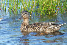 Canard colvert