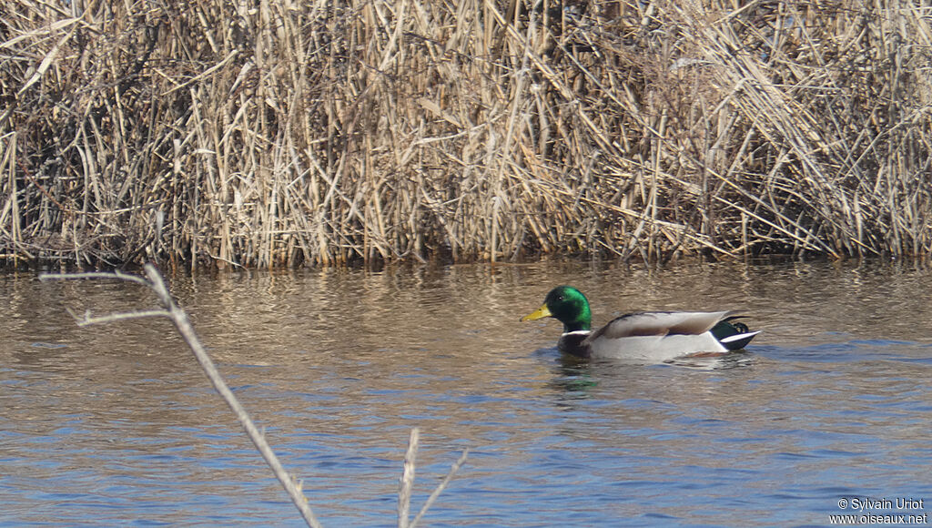 Canard colvert mâle adulte