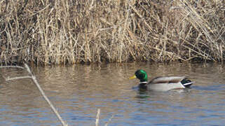 Canard colvert