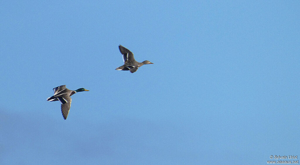 Canard colvertadulte