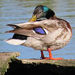 Canard colvert