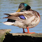 Canard colvert