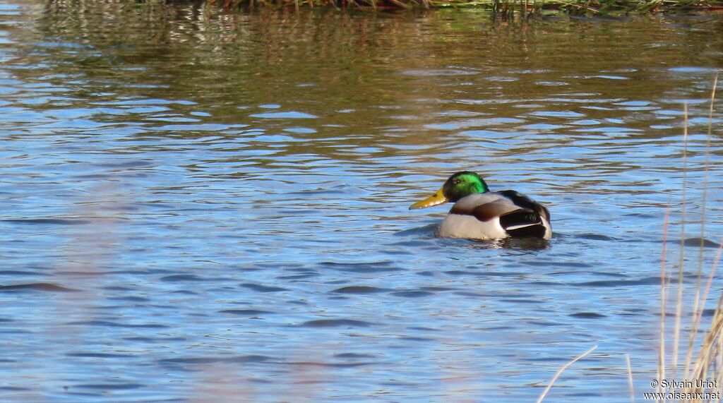 Canard colvert mâle adulte